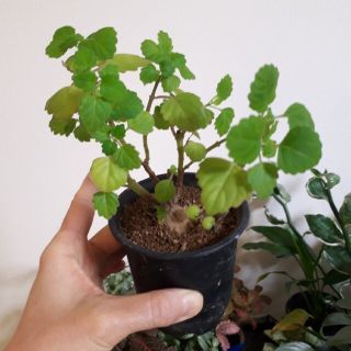 プレクトランサス エルンスティ 鉢ごと 塊根植物 コーデックス 多肉