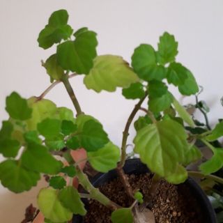 プレクトランサス エルンスティ 鉢ごと 塊根植物 コーデックス 多肉