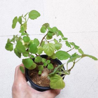 プレクトランサス エルンスティ 鉢ごと 塊根植物 コーデックス 多肉
