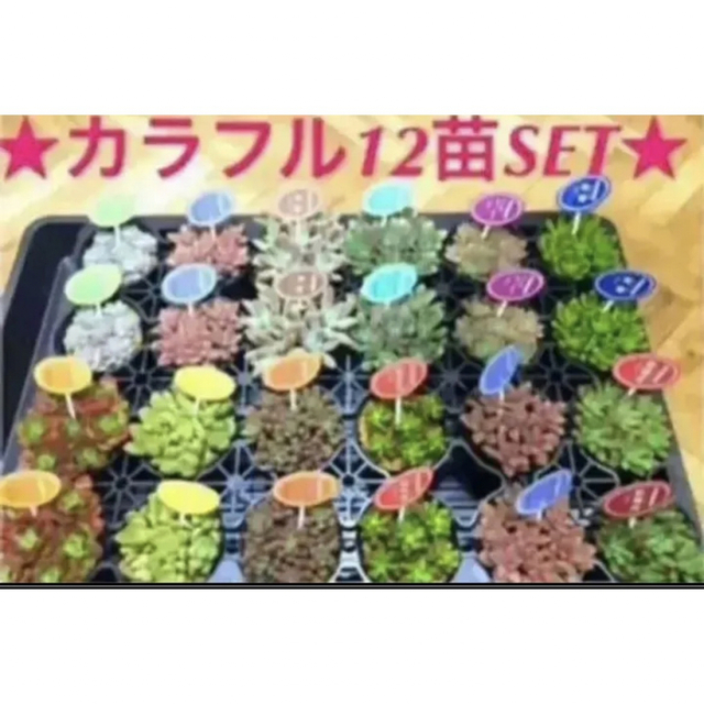 即購入OK❗️【★大人気の多肉植物12苗SET★再販❗️+④月までオマケ インテリア/住まい/日用品のインテリア/住まい/日用品 その他(その他)の商品写真