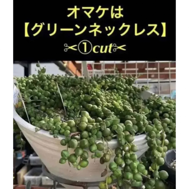 即購入OK❗️【★大人気の多肉植物12苗SET★再販❗️+④月までオマケ インテリア/住まい/日用品のインテリア/住まい/日用品 その他(その他)の商品写真