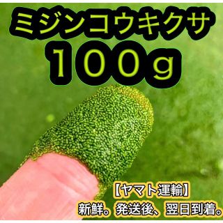 100g ミジンコウキクサ 浮草 めだか メダカ 稚魚 金魚 エサ 餌(アクアリウム)