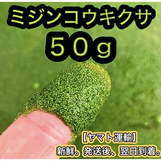 50g ミジンコウキクサ 浮草 めだか メダカ 稚魚 金魚 エサ 餌(アクアリウム)