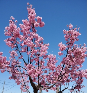 桜の苗木★鉢植え★地植えに(その他)