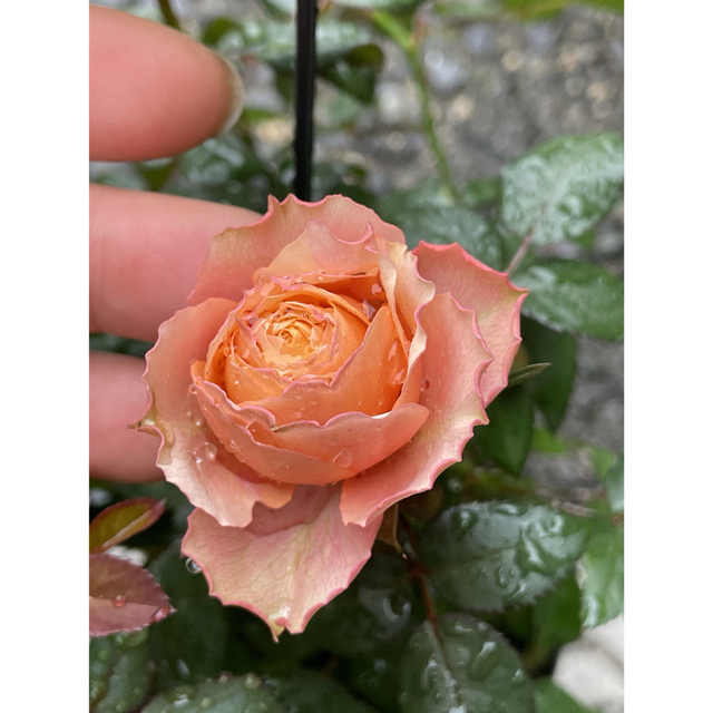 ミニ薔薇　バラ売り1苗 ファイアバード ハンドメイドのフラワー/ガーデン(その他)の商品写真