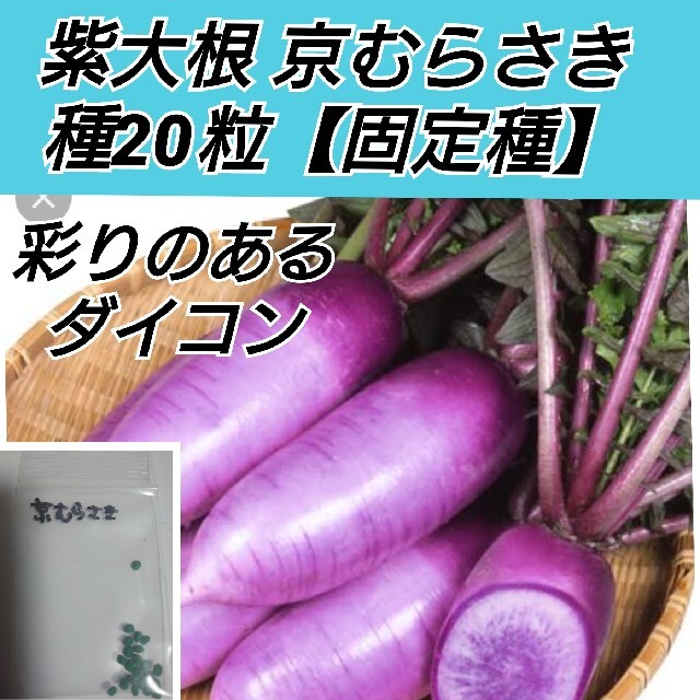 紫大根 京むらさき 種20粒 ハンドメイドのフラワー/ガーデン(プランター)の商品写真