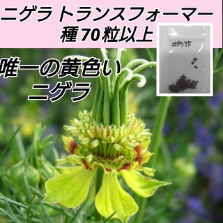 ニゲラ トランスフォーマー 花種70粒以上(プランター)