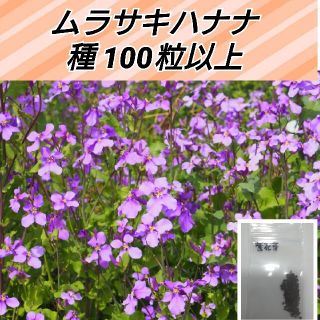 ムラサキハナナ 種100粒以上(プランター)