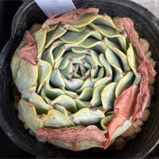 多肉植物　ギャラクシーブルー(その他)