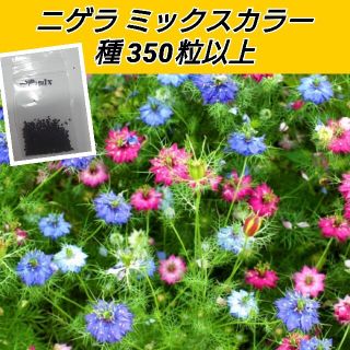 ニゲラ ミックスカラー 花種350粒以上(プランター)