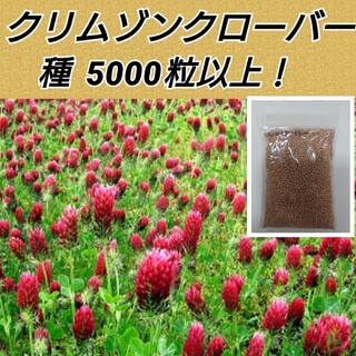 クリムゾンクローバー 花種5000粒以上(プランター)
