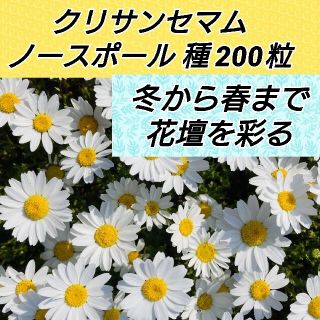 ノースポール 種200粒以上(プランター)