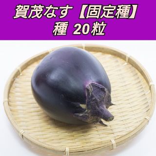 賀茂なす 種20粒【固定種】(プランター)