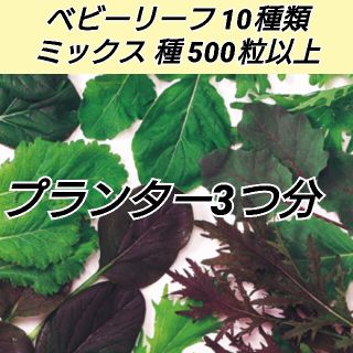 ベビーリーフ 種500粒以上(プランター)