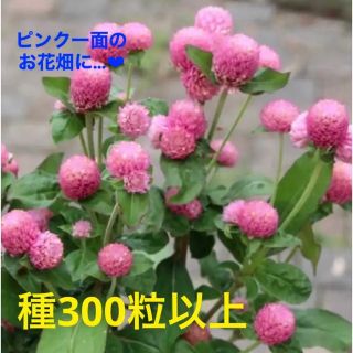 ❤︎花の種❤︎ 千日紅　ピンク　300粒以上(その他)