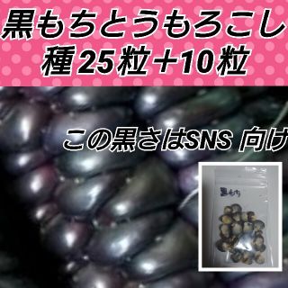 黒もちとうもろこし 種25粒＋10粒【固定種】(プランター)