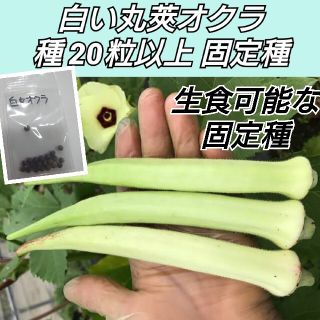 白い丸さやオクラ 種20粒以上【固定種】(プランター)