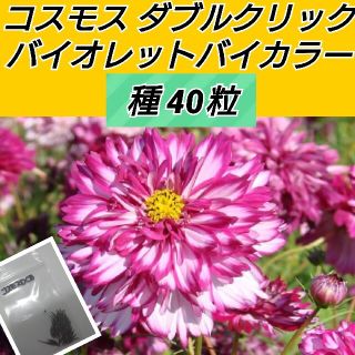 コスモス ダブルクリック バイカラーローズ 花種40粒以上(プランター)