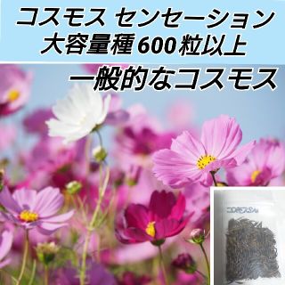 コスモス センセーションミックス 花種600粒以上(プランター)