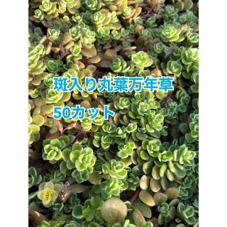 多肉植物セダム　斑入り丸葉万年草50カット(その他)