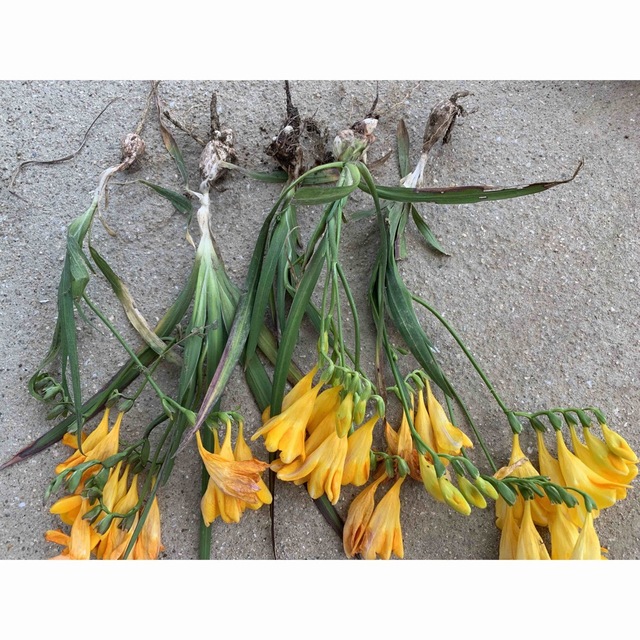 大人気！嬉しい今年開花用！発芽している 人気の王道フリージア黄色 3球根 ハンドメイドのフラワー/ガーデン(プランター)の商品写真