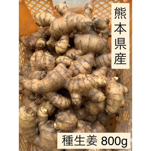 熊本県産　種生姜　800g 食品/飲料/酒の食品(野菜)の商品写真