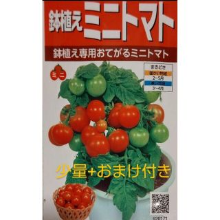 鉢植えミニトマト レジナ 室内向け 野菜種(野菜)