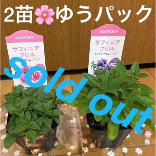 サントリー(サントリー)の🌸sold out🌸《サフィニア フリル苗　ライラックブルー♡ライトピンク》(その他)