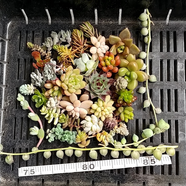 多肉植物カット苗セット ハンドメイドのフラワー/ガーデン(その他)の商品写真
