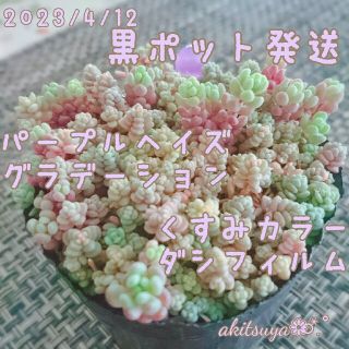 ③大黒ポットごと発送くすみカラーダシフィルム❤即購入OK多肉植物根付き(その他)