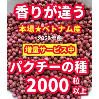 パクチー種22g【2000粒以上】★令和5年産・香りが違う・増量サービス中(野菜)