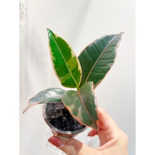 フィカスティケネ　観葉植物　斑入り(その他)