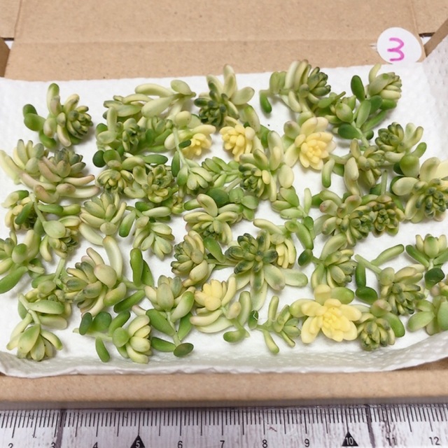 45カット＋α‼️ 多肉植物　セダム　カット苗　タイトゴメ　斑入り　限定出品　③ ハンドメイドのフラワー/ガーデン(その他)の商品写真