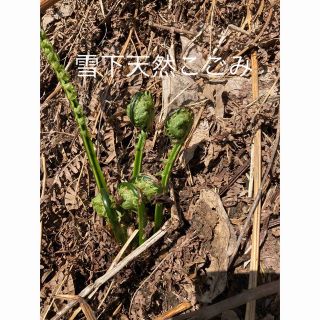 新潟県産雪下天然こごみ(野菜)