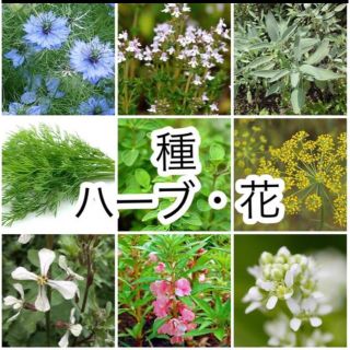 inks様専用●選べる！ハーブと花の種 5種(その他)