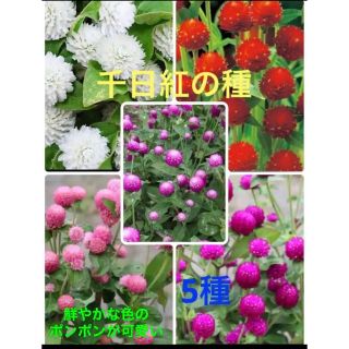 ❤︎花の種❤︎ 千日紅　5種　120粒(その他)