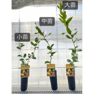 【大苗】マイヤーレモン　苗　苗木　接木　柑橘　Finger Lime Japan(プランター)