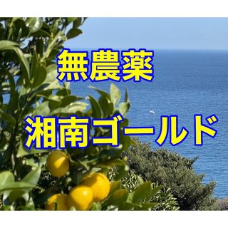 無農薬　湘南ゴールド　箱込み1､9kg   Sサイズ以下　小田原・片浦産(フルーツ)