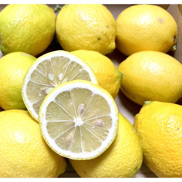 愛媛県産 無農薬 レモン10個 国産レモン 果物 国産 食品/飲料/酒の食品(フルーツ)の商品写真
