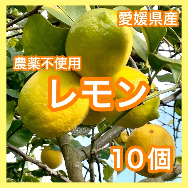 愛媛県産 無農薬 レモン10個 国産レモン 果物 国産 食品/飲料/酒の食品(フルーツ)の商品写真