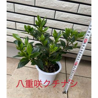 八重咲クチナシ 大苗 苗木 ポット入り 梔子 母の日プレゼント(プランター)
