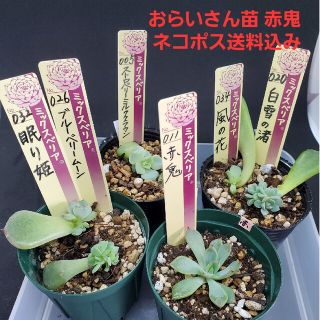 WR 赤鬼 ストロベリー おらいさん苗 葉挿し 6種  ネコポス送料込み(その他)