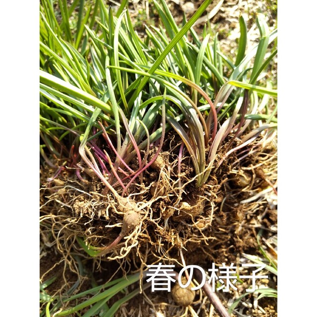 【Marfin様専用】山野草 ツルボ 球根 ハンドメイドのフラワー/ガーデン(プランター)の商品写真