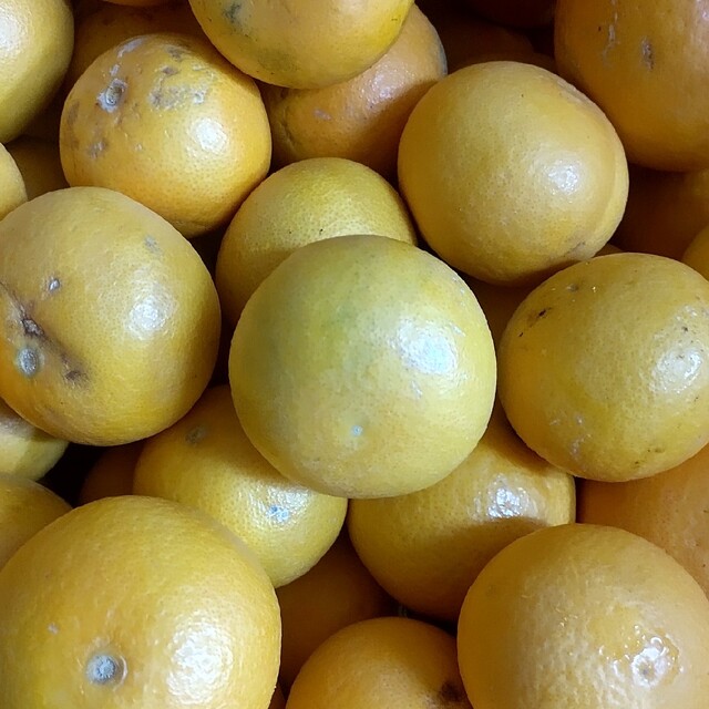 和歌山産柑橘類詰め合わせ５kg 食品/飲料/酒の食品(フルーツ)の商品写真