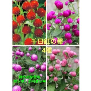 ❤︎花の種❤︎ 千日紅　4種　120粒(その他)