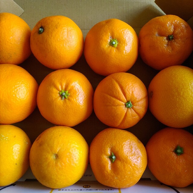 和歌山柑橘類詰め合わせ 食品/飲料/酒の食品(フルーツ)の商品写真