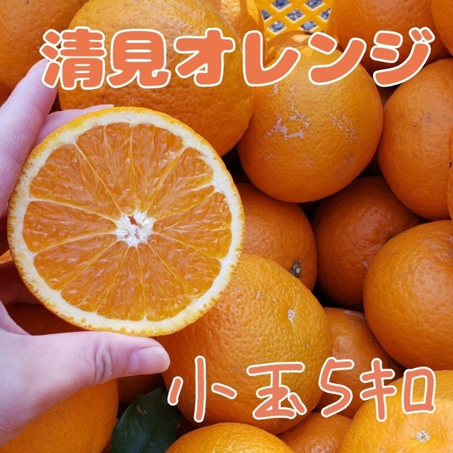 清見ｵﾚﾝｼﾞ 5㌔ 小玉(2S) 食品/飲料/酒の食品(フルーツ)の商品写真