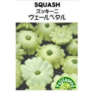 ＜野菜の種＞珍しいズッキーニ　ヴェールペタル　８粒　花形グリーン(プランター)