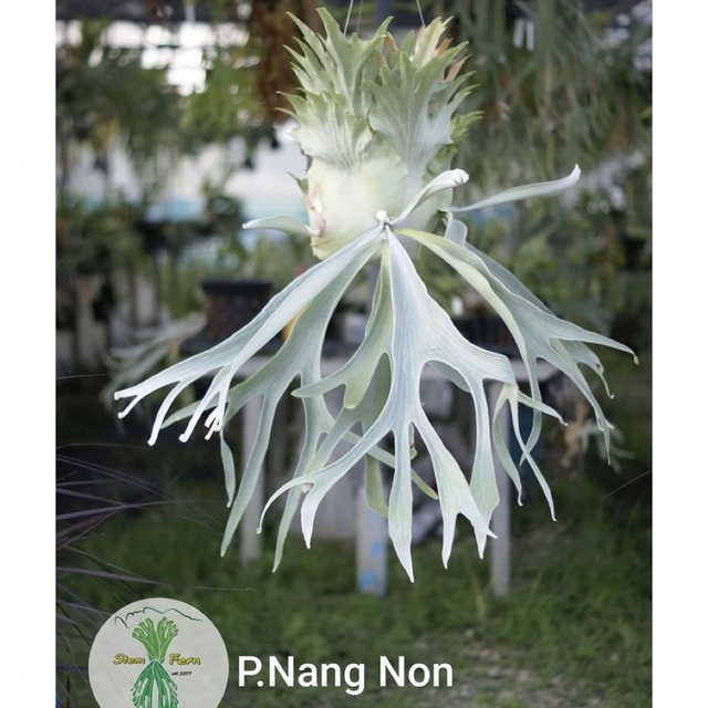 P.nang non ナンノン　ビカクシダ　コウモリラン