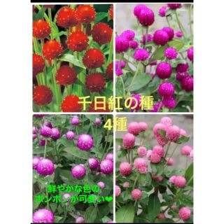 ❤︎花の種❤︎ 千日紅　4種　120粒(その他)